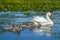 Swan and youngsters swimming in the Danube Delta, Romania
