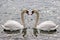 Swans