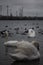 Swans against some industrial buildings near the Chornomorsk ferry, Ukraine