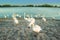 Swans in anticipation of feeding on the shore of the Rhine river