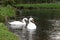 Swans on the autumn lake. Dad swan and his son swim in the pond, preserving the environment,