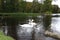 Swans on the autumn lake. Dad swan and his son swim in the pond, preserving the environment,