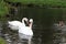 Swans on the autumn lake. Dad swan and his son swim in the pond, preserving the environment,