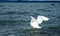 Swans on Balaton lake