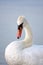 Swans on Balaton lake