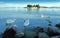 Swans in the balaton lake