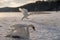 Swans on the beach covered in snow
