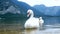 Swans bird lake mountains nature
