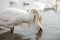 swans birds on background of water surface