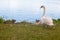 Swans are birds of the family Anatidae within genus Cygnus. The swans close relatives include geese and ducks. Swans with closely