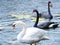 Swans. Black and white swans together. Two pairs of birds