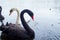 Swans. Black and white swans together. Two pairs of birds