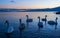 Swans at blue Hour