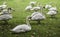 Swans in Bruges