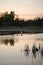 Swans in Canada