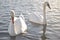 Swans, Canoe Lake in Portsmouth