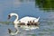 Swans with chickens 2 -Targu jiu - Romania