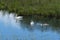 Swans with Chicks feed in the pond