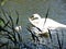 Swans with chicks in the sea  in  Kotka, Finland