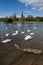 Swans in Clumber Park, Nottinghamshire, England