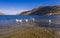 Swans congregate on Ullswater in the English Lake District