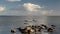 Swans,Cormorants and Seagulls on the coast