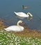 Swans couple