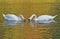 Swans couple eating together
