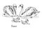 Swans couple with nestlings, hand drawn doodle sketch with inscription