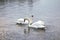 Swans Cross Necks on a Silver Lake