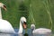 Swans and Cygnet on a lake