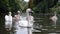 Swans with Cygnets