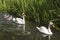 Swans and Cygnets in Crayford