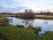 Swans cygnets lake river group feeding pack flock surface water