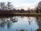 Swans cygnets lake river group feeding pack flock surface water