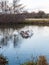 Swans cygnets lake river group feeding pack flock surface water