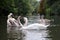 Swans and Cygnets on a River