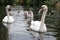 Swans and Cygnets on a River