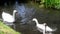 Swans and Cygnets on River