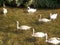 Swans and Cygnets in Shallow water