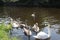 Swans and cygnets swimming on Aire and Calder canal Knottingley West Yorkshire, UK Britain