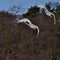 Swans Cygnus cygnus flying