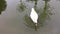 Swans (Cygnus olor) in a pond