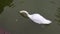 Swans (Cygnus olor) in a pond