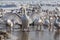 Swans on Danube River