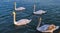 swans in the Danube on the Zemun quay, Belgrade