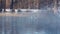 Swans dive in to forest lake in winter season. Mist over lake in winter park