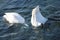 Swans diving in water in spring