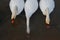 Swans drink water, view from above, three swans bowed their heads, the blue river is covered with ice