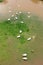 Swans and duck on submerged meadow